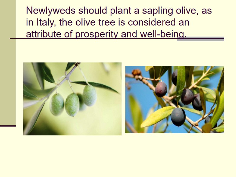 Newlyweds should plant a sapling olive, as in Italy, the olive tree is considered